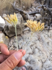 Ericameria nauseosa texensis