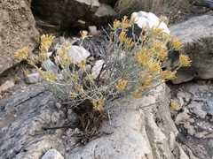 Ericameria nauseosa texensis
