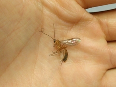 Tryphoninae