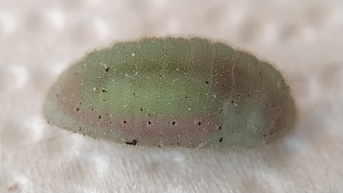 Xami Hairstreak