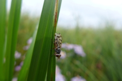 Melieria