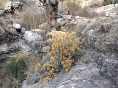 Ericameria nauseosa texensis
