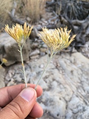 Ericameria nauseosa texensis