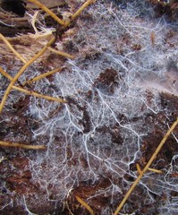 Trechispora mollusca