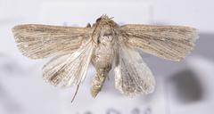 Mythimna congrua