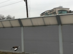 Acridotheres tristis