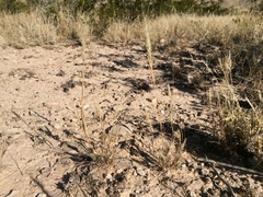 Enneapogon desvauxii