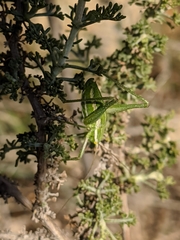 Odontura aspericauda