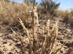 Enneapogon desvauxii