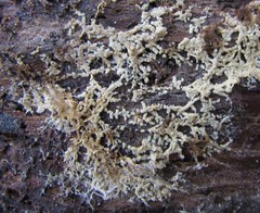 Coniophora arida suffocata