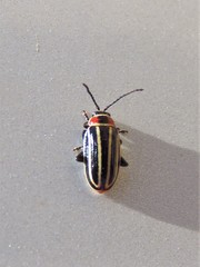 Disonycha pensylvanica