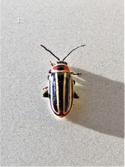 Disonycha pensylvanica