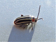 Disonycha pensylvanica