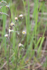 Erigeron acris