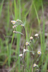 Erigeron acris