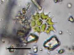 Pseudopediastrum boryanum longicorne