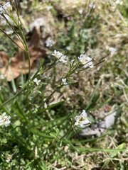 Cardamine hirsuta