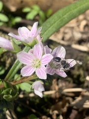 Andrena erigeniae