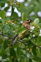Bombycilla cedrorum image