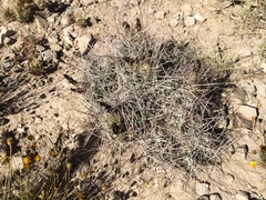 Coryphantha macromeris macromeris