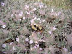 Bombus niveatus