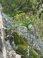 Tridactyle bicaudata bicaudata