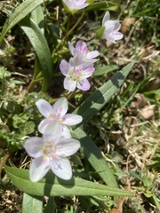 Claytonia virginica