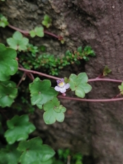 Cymbalaria muralis