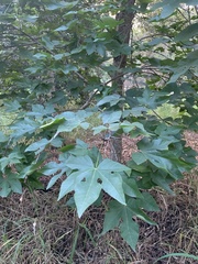 Brachychiton