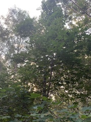 Brachychiton