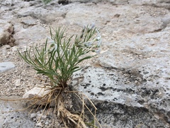 Amsonia longiflora salpignantha