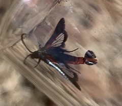 Synanthedon polygoni