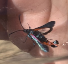 Synanthedon polygoni