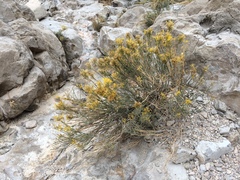 Ericameria nauseosa texensis