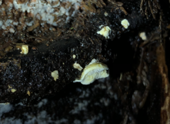 Antrodiella citrinella