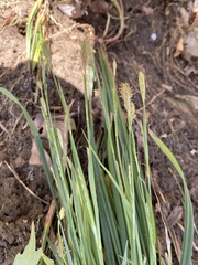 Carex purpurifera