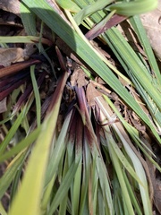 Carex purpurifera