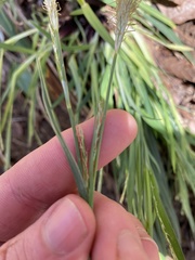 Carex purpurifera