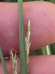 Carex purpurifera