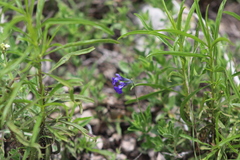 Salvia chamaedryoides