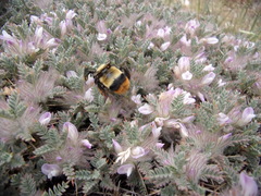 Bombus niveatus