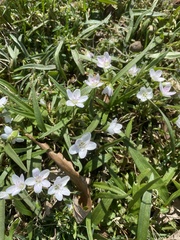 Claytonia virginica