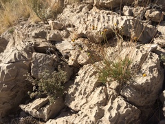 Thelesperma longipes