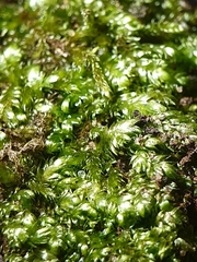 Plagiothecium nemorale