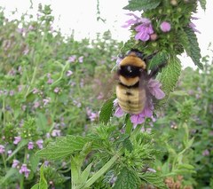 Bombus fragrans