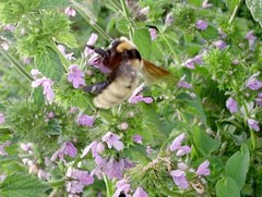 Bombus fragrans
