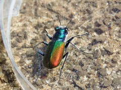Cicindela scutellaris scutellaris