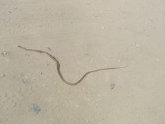 Psammophis subtaeniatus