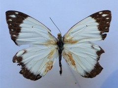 Belenois creona