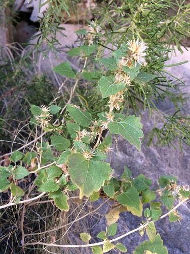California brickellbush (Brickellia californica)